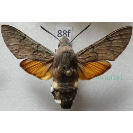 Macroglossum stellatarum (Linnaeus, 1758) Fruczak gołąbek Czech88f